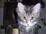 Maine Coon MISCHA