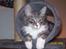 Maine Coon MISCHA