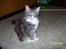 Maine Coon MISCHA