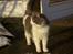 Blanding af racer Oliver Twist - *nyt*