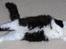 Maine Coon Oliver *solgt*