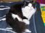 Maine Coon Oliver *solgt*