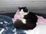 Maine Coon Oliver *solgt*