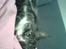 Huskat Nicki<3