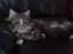 Maine Coon Gigant's Wild at Heart 