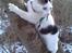 Huskat Lucifer