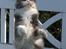 Maine Coon Spinner - 14 uger gammel.