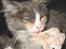 Maine Coon Spinner - Har en ordentlig ´´levefod´´ 14 uger
