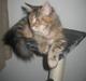 Maine Coon Amira