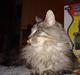 Maine Coon lady marion