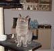 British Shorthair Homer
