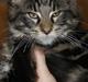 Maine Coon Coonfighters Bozzer