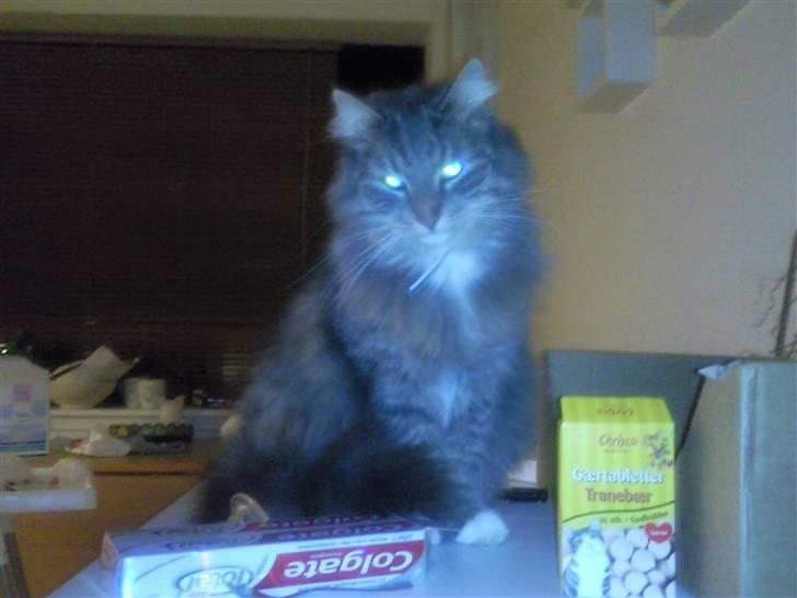 Huskat rexi billede 2