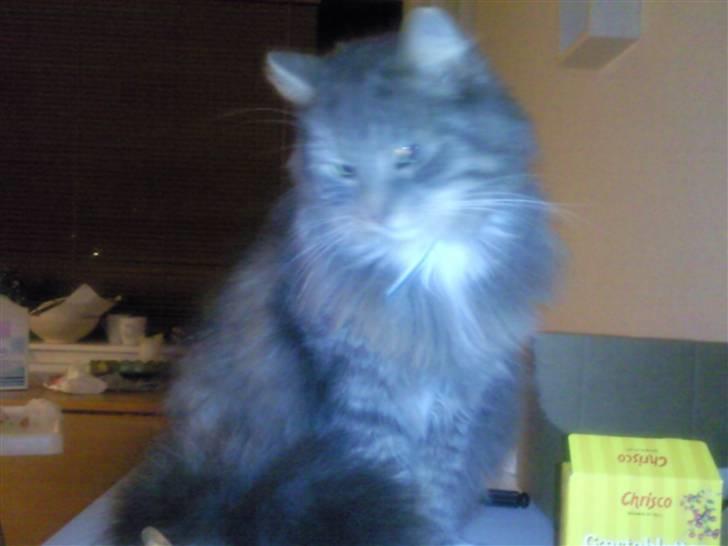 Huskat rexi billede 3