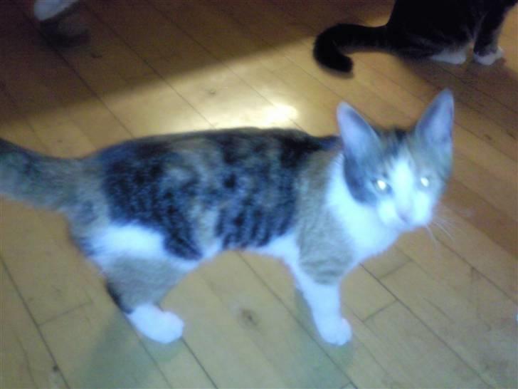 Blanding af racer lurifax billede 1