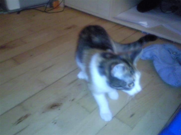 Blanding af racer lurifax billede 2