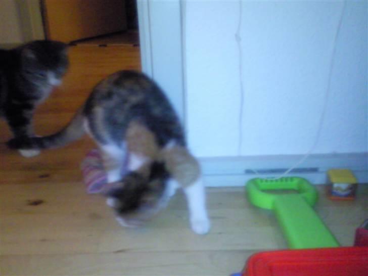 Blanding af racer lurifax billede 3