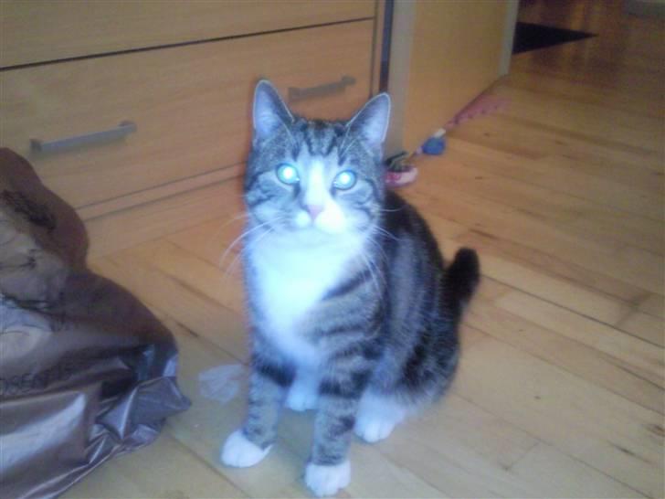 Blanding af racer mini billede 2