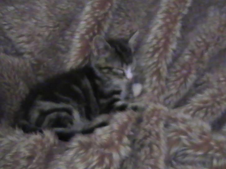 Blanding af racer mini billede 3