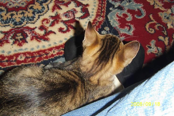 Blanding af racer tiger(død) - ligger godt billede 8