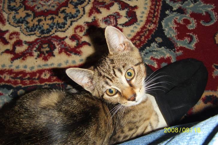 Blanding af racer tiger(død) - er jeg ikk bare nuttet billede 9