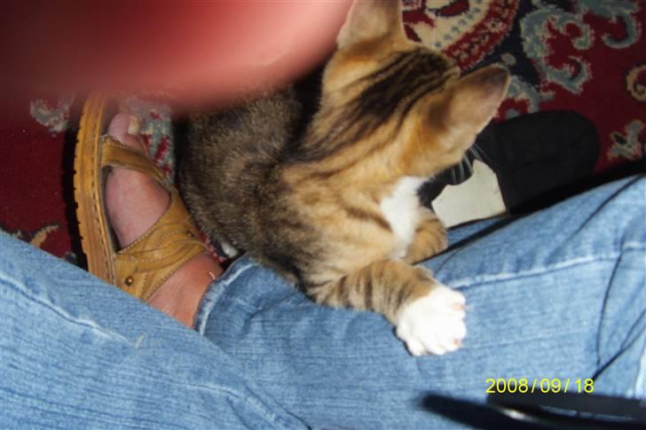 Blanding af racer tiger(død) - da han er ca. 10 uger billede 10