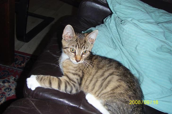 Blanding af racer tiger(død) - kan god lide at ligge ned billede 11