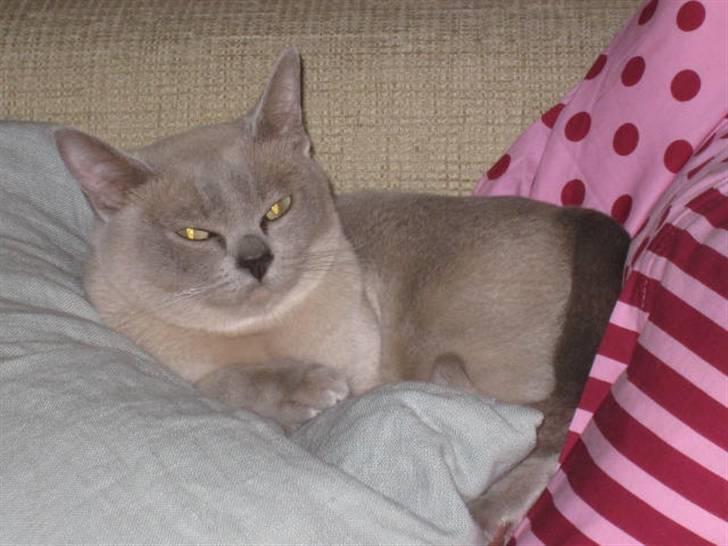 Burmeser Nergis - Her er det blødt nok! billede 1