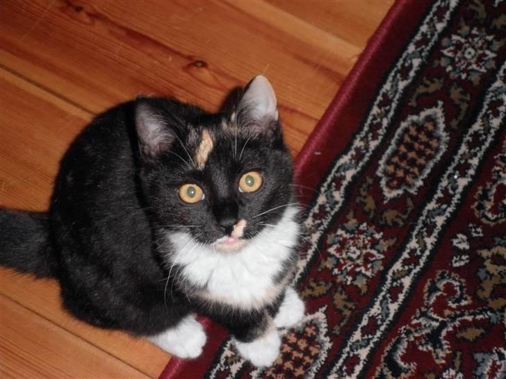 Huskat FredeBo's TulleRosa - Velkommen til Rosa´s profil Læg gerne en kommentar+bedømmelse :D billede 1