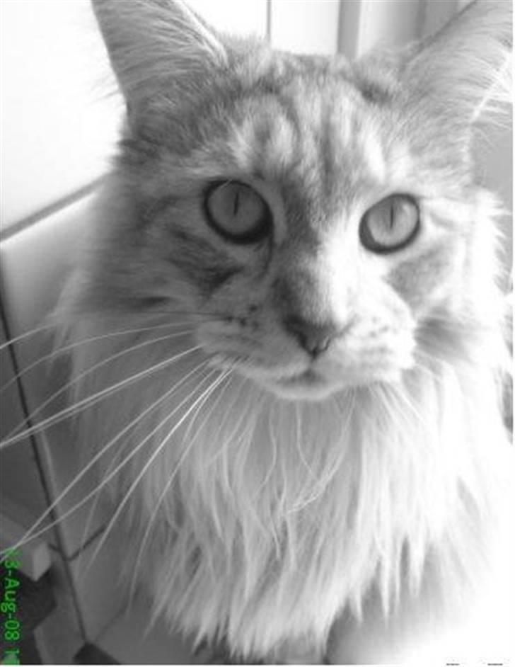 Maine Coon mille >SOLGT :(  < billede 1