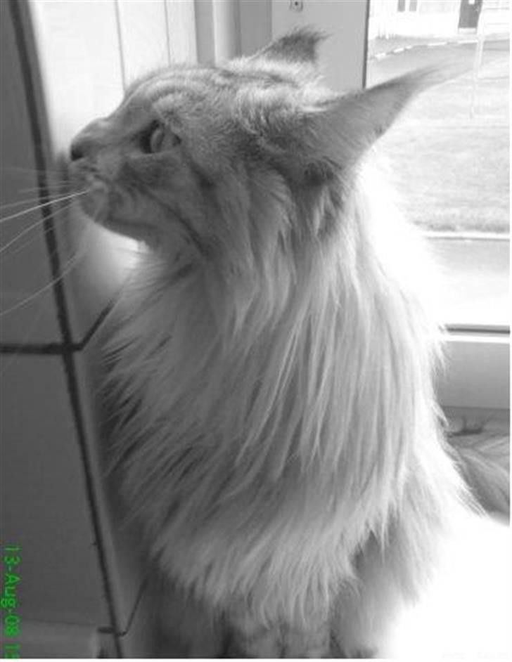 Maine Coon mille >SOLGT :(  < billede 2