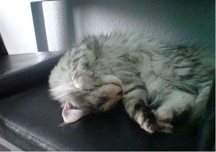Maine Coon mille >SOLGT :(  < billede 3