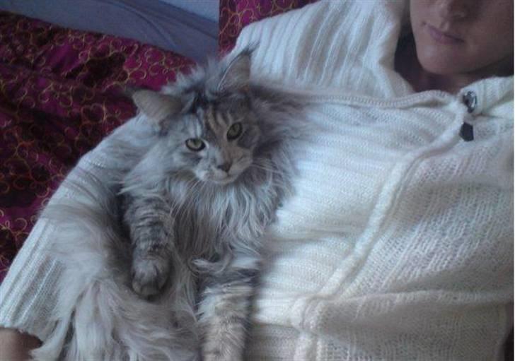 Maine Coon mille >SOLGT :(  < billede 4