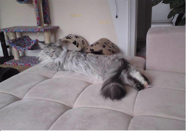 Maine Coon mille >SOLGT :(  < billede 5