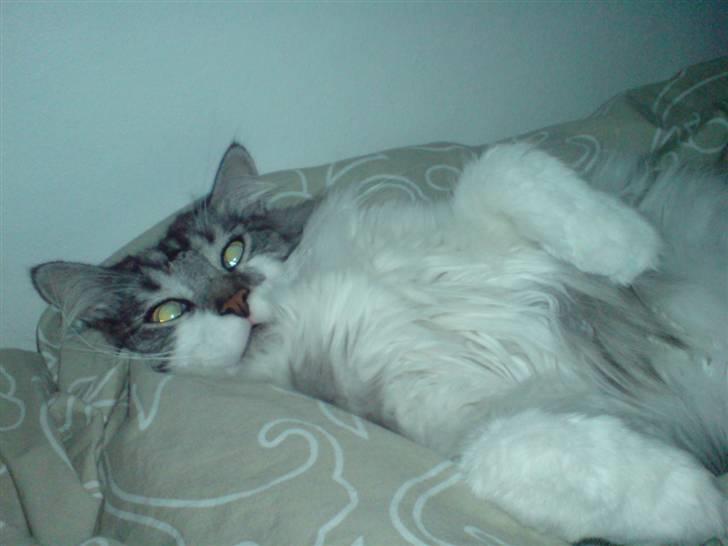 Maine Coon bacardi billede 1