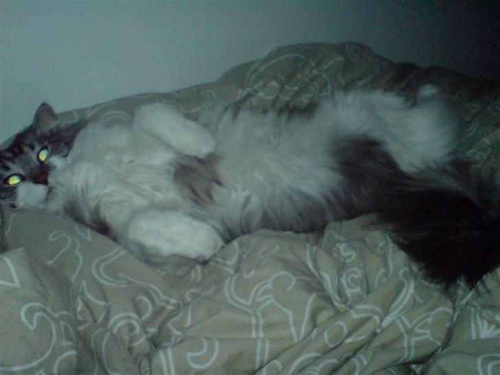 Maine Coon bacardi billede 2