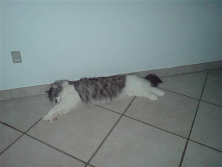 Maine Coon bacardi billede 3