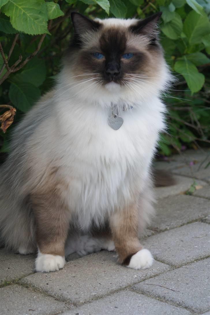 Ragdoll Hannibal billede 1