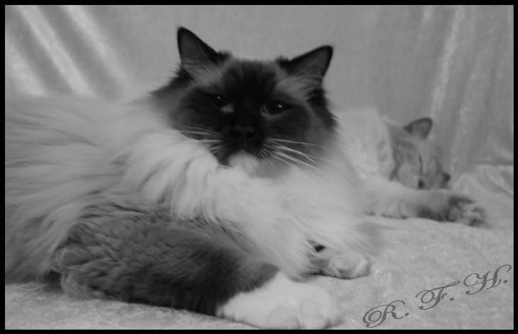 Ragdoll Hannibal billede 2