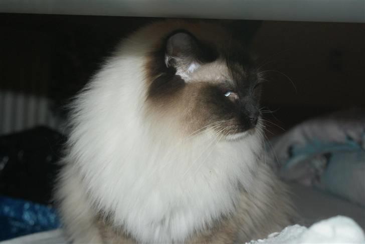 Ragdoll Hannibal billede 3