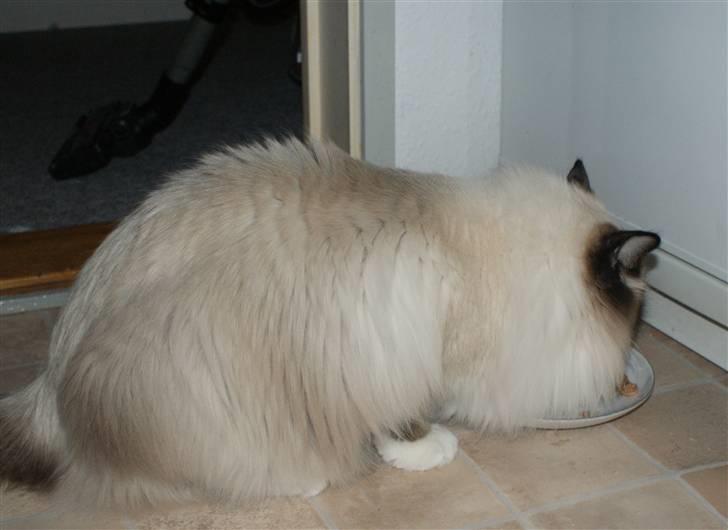 Ragdoll Hannibal billede 4