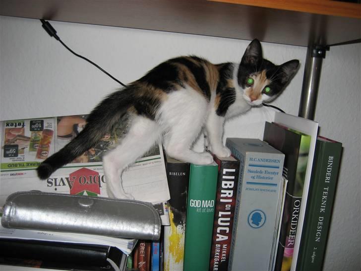 Huskat Pulle - Min Dejlige Pulle Mis billede 1