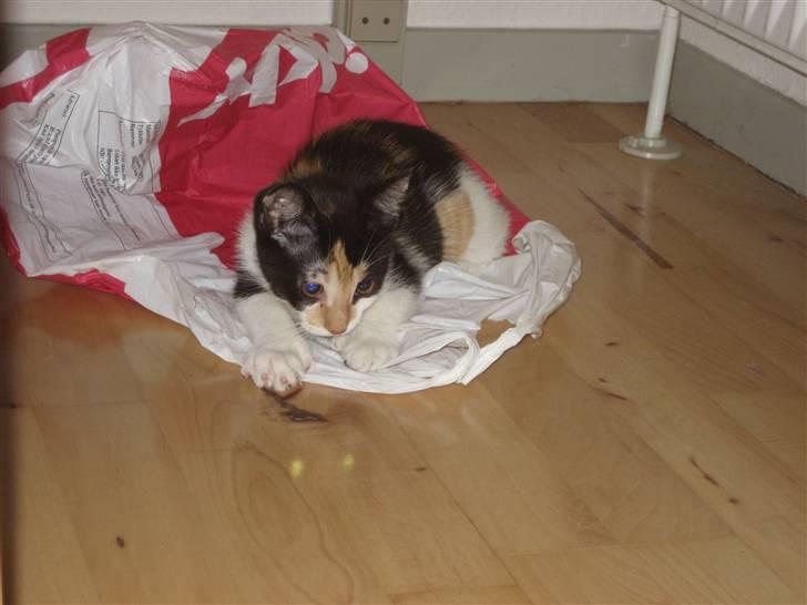 Huskat Pulle - Hun elsker plastikposer billede 2