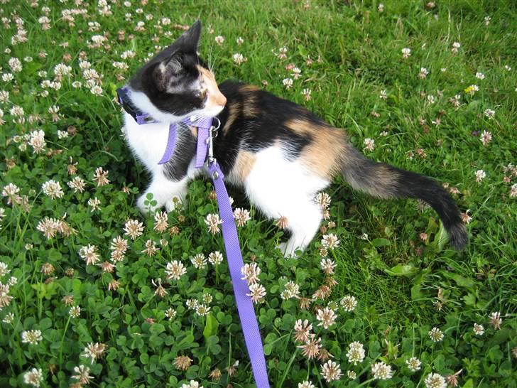 Huskat Pulle - og pulle på grønt græs i sommers billede 3