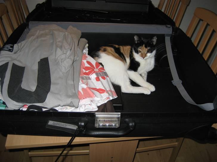 Huskat Pulle - Pulle vil meget gerne ud og rejse :) billede 4