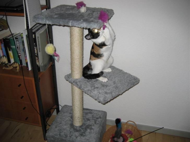 Huskat Pulle - Hendes nye dejlige krassetræ, som hun er meget glad for.. billede 5
