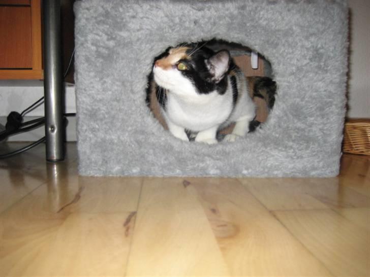 Huskat Pulle - Shh... du kan ik se mig... billede 6