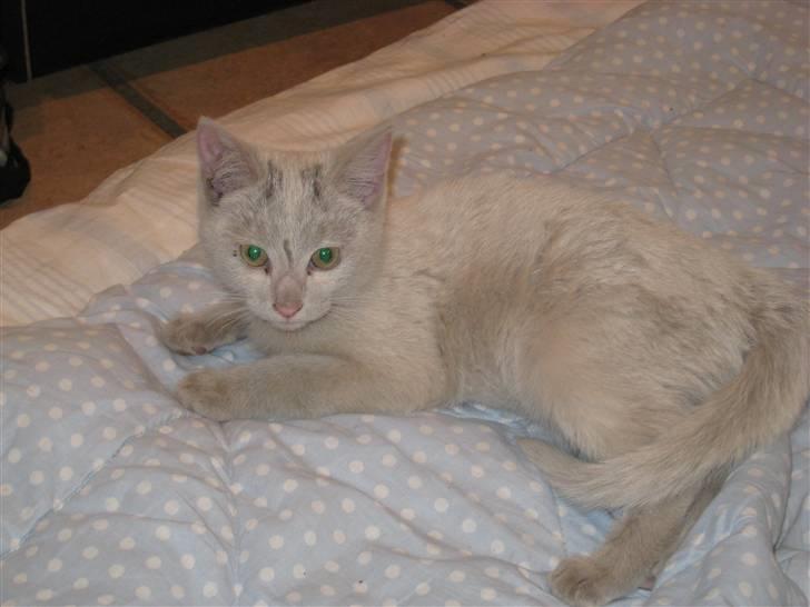 Huskat Speedy (R.I.P d. 18/2 09) - hmmm.. det er dejligt at ligge ned... ;O gaab billede 8