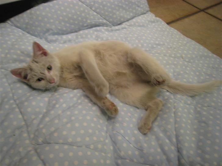 Huskat Speedy (R.I.P d. 18/2 09) - hihi ;D er jeg ikke bare sød? billede 9