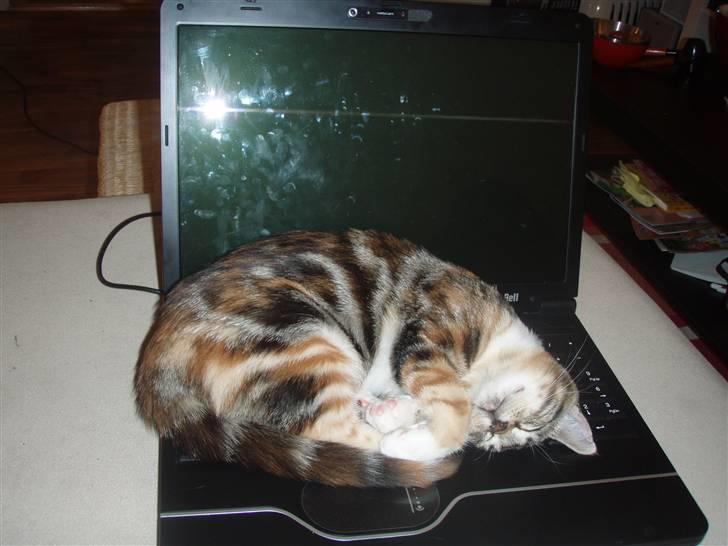 Huskat Mitte billede 7